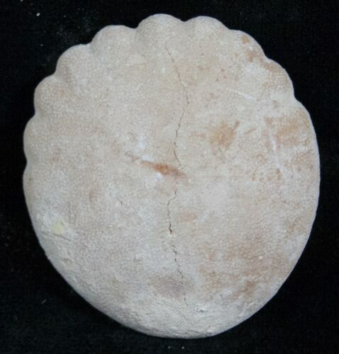 Fossil Sand Dollar (Heliophora) - Boujdour, Morocco #13876